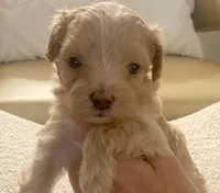 Meeko, a male Maltipoo and Poodle - Toy  for sale in Tampa, FL – Photo 7 of 10
