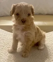 Meeko, a male Maltipoo and Poodle - Toy  for sale in Tampa, FL – Photo 8 of 10