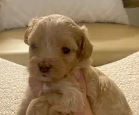 Meeko, a male Maltipoo and Poodle - Toy  for sale in Tampa, FL – Photo 5 of 10