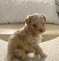 Meeko, a male Maltipoo and Poodle - Toy  for sale in Tampa, FL – Photo 2 of 10
