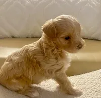 Meeko, a male Maltipoo and Poodle - Toy  for sale in Tampa, FL – Photo 4 of 10