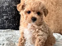 Bella  F1b Tiny , a female Maltipoo and Poodle - Toy  for sale in Tampa, FL – 4 of 10