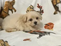 Milo , a male Maltipoo and Poodle - Toy  for sale in Tampa, FL – 9 of 10