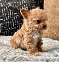 Misa  Extra Tiny , a female Maltipoo and Poodle - Toy  for sale in Tampa, FL – 5 of 10