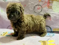 Coco , a female Maltipoo and Poodle - Toy  for sale in Tampa, FL – 8 of 9