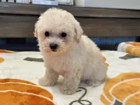 Lily, a female Maltipoo and Poodle - Toy  for sale in Tampa, FL – 2 of 10