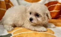 Charlie, a male Maltipoo and Poodle - Toy  for sale in Tampa, FL – 3 of 10