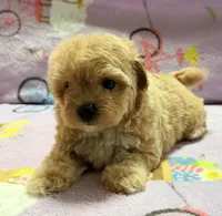 Bella , a female Maltipoo and Poodle - Toy  for sale in Tampa, FL – 5 of 10