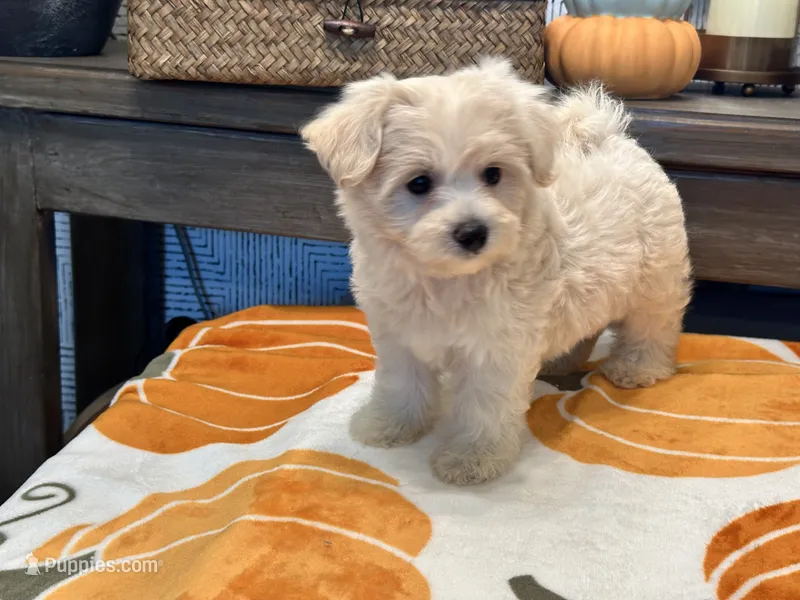 Molly  – Maltipoo, Poodle - Toy  puppy for sale in Tampa, FL