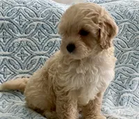 Marley Toy F1b , a male Cavapoo and Poodle - Toy  for sale in Tampa, FL – 4 of 10