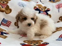 Romario, a male Maltipoo and Poodle - Toy  for sale in Tampa, FL – 4 of 9