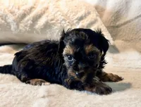 Mochi, a male Yorkshire Terrier for sale in Tampa, FL – 10 of 10