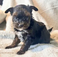 Meeko Tiny, a male Yorkshire Terrier for sale in Tampa, FL – 6 of 10