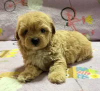 Bella , a female Maltipoo and Poodle - Toy  for sale in Tampa, FL – 3 of 10