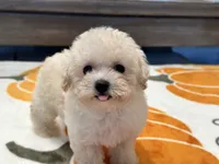 Lily, a female Maltipoo and Poodle - Toy  for sale in Tampa, FL – 6 of 10