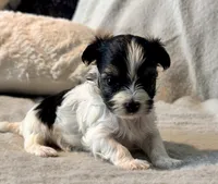 Bella  Parti, a male Yorkshire Terrier for sale in Tampa, FL – 3 of 10
