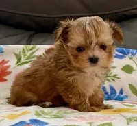 Charlie Tiny, a male Yorkshire Terrier and Morkie for sale in Tampa, FL – Photo 6 of 10