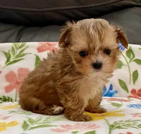 Charlie Tiny, a male Yorkshire Terrier and Morkie for sale in Tampa, FL – Photo 2 of 10