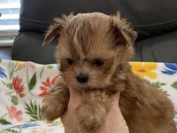 Charlie Tiny, a male Yorkshire Terrier and Morkie for sale in Tampa, FL – Photo 10 of 10