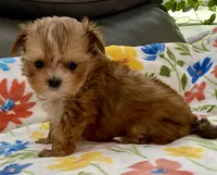 Charlie Tiny, a male Yorkshire Terrier and Morkie for sale in Tampa, FL – Photo 7 of 10