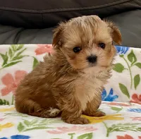 Charlie Tiny, a male Yorkshire Terrier and Morkie for sale in Tampa, FL – Photo 1 of 10