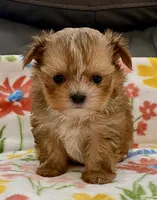 Charlie Tiny, a male Yorkshire Terrier and Morkie for sale in Tampa, FL – Photo 5 of 10