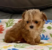 Charlie Tiny, a male Yorkshire Terrier and Morkie for sale in Tampa, FL – Photo 3 of 10