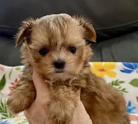 Charlie Tiny, a male Yorkshire Terrier and Morkie for sale in Tampa, FL – Photo 9 of 10