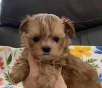 Charlie Tiny, a male Yorkshire Terrier and Morkie for sale in Tampa, FL – Photo 8 of 10