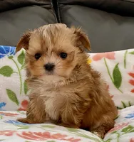 Charlie Tiny, a male Yorkshire Terrier and Morkie for sale in Tampa, FL – Photo 4 of 10