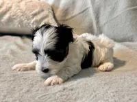 Toby Parti, a male Yorkshire Terrier for sale in Tampa, FL – 3 of 10