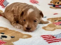 Jazzy , a male Maltipoo and Poodle - Toy  for sale in Tampa, FL – 2 of 9