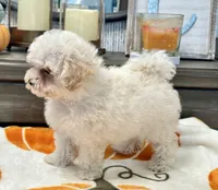 Lulu  Tiny , a female Maltipoo and Poodle - Toy  for sale in Tampa, FL – 8 of 10