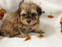 Mila , a female Yorkshire Terrier and Morkie for sale in Tampa, FL – 2 of 10