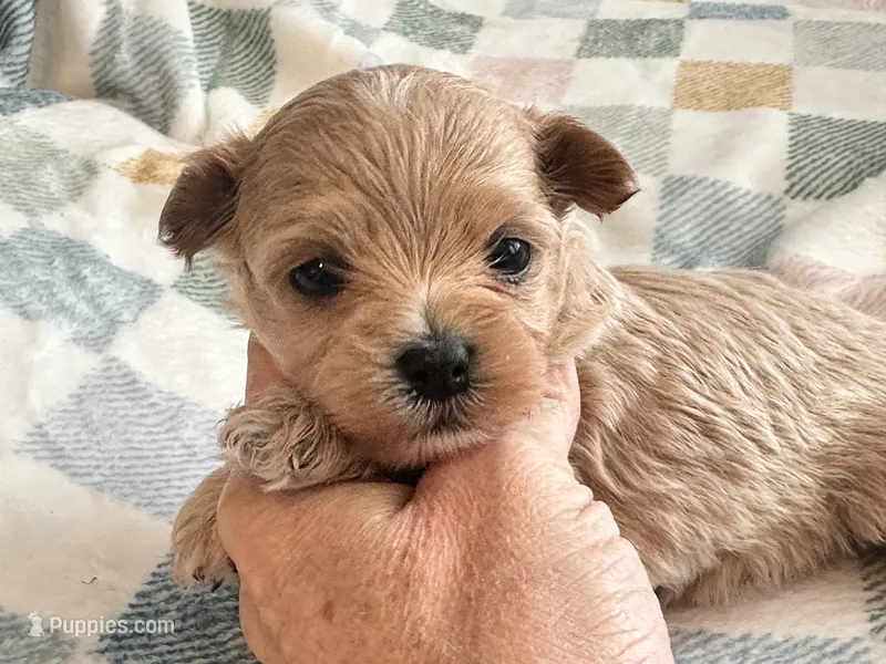 Benny  – Maltipoo, Poodle - Toy  puppy for sale in Tampa, FL