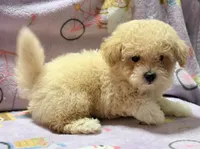 Tucker, a male Maltipoo and Poodle - Toy  for sale in Tampa, FL – 2 of 10