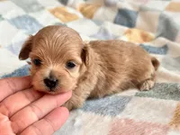 Lu Lu , a female Maltipoo and Poodle - Toy  for sale in Tampa, FL – 2 of 10