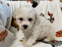 Simba , a male Maltipoo and Poodle - Toy  for sale in Tampa, FL – 3 of 10