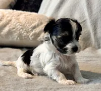 Bella  Parti, a male Yorkshire Terrier for sale in Tampa, FL – 5 of 10