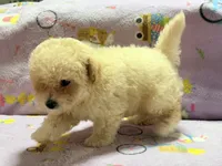 Tucker, a male Maltipoo and Poodle - Toy  for sale in Tampa, FL – 6 of 10