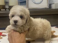 Belshy, a female Maltipoo and Poodle - Toy  for sale in Tampa, FL – 2 of 10
