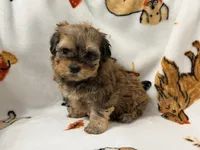 Mila , a female Yorkshire Terrier and Morkie for sale in Tampa, FL – 4 of 10