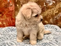 Molly , a female Maltipoo and Poodle - Toy  for sale in Tampa, FL – 2 of 9
