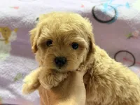 Bella , a female Maltipoo and Poodle - Toy  for sale in Tampa, FL – 7 of 10