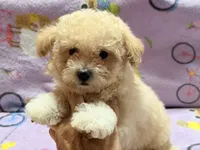 Tucker, a male Maltipoo and Poodle - Toy  for sale in Tampa, FL – 4 of 10