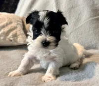 Milo Parti, a male Yorkshire Terrier for sale in Tampa, FL – 2 of 10