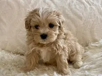 Bruno, a male Maltipoo and Poodle - Toy  for sale in Tampa, FL – 9 of 10