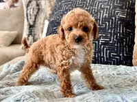 Fendi Tiny , a female Maltipoo and Poodle - Toy  for sale in Tampa, FL – 3 of 10