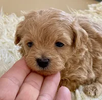 Tucker, a male Maltipoo and Poodle - Toy  for sale in Tampa, FL – Photo 2 of 8