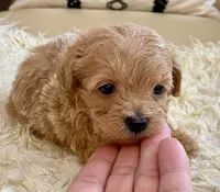 Tucker, a male Maltipoo and Poodle - Toy  for sale in Tampa, FL – Photo 5 of 8